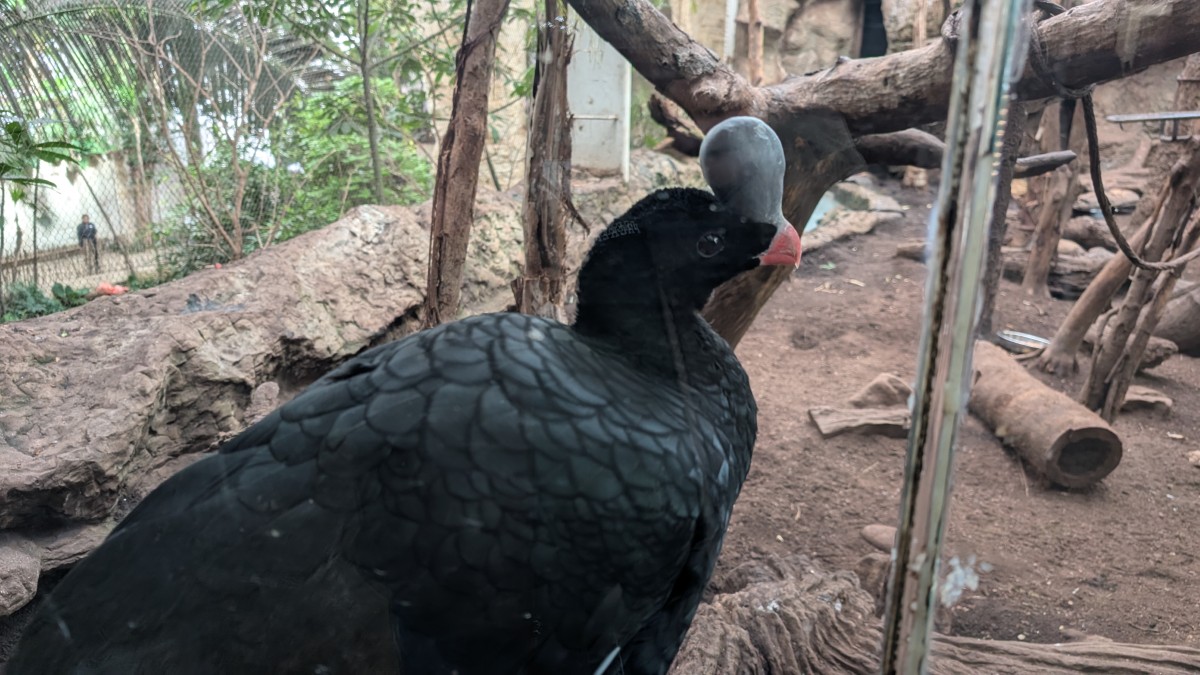 PXL_20251205_170338465.MP