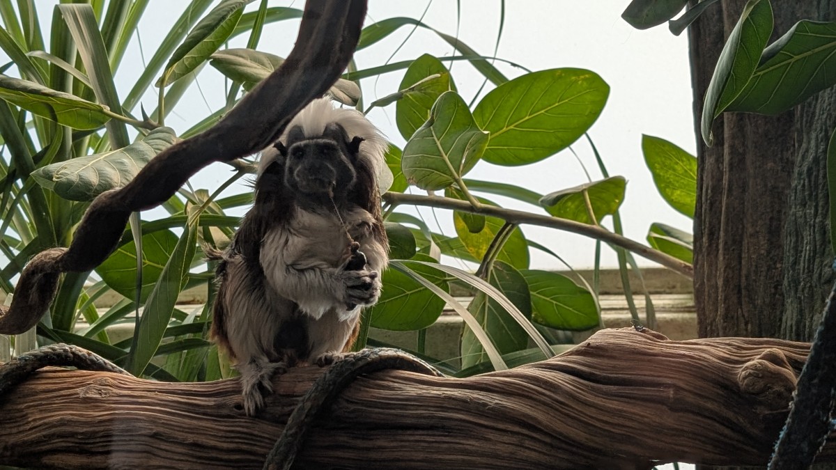 PXL_20251205_170954256.MP