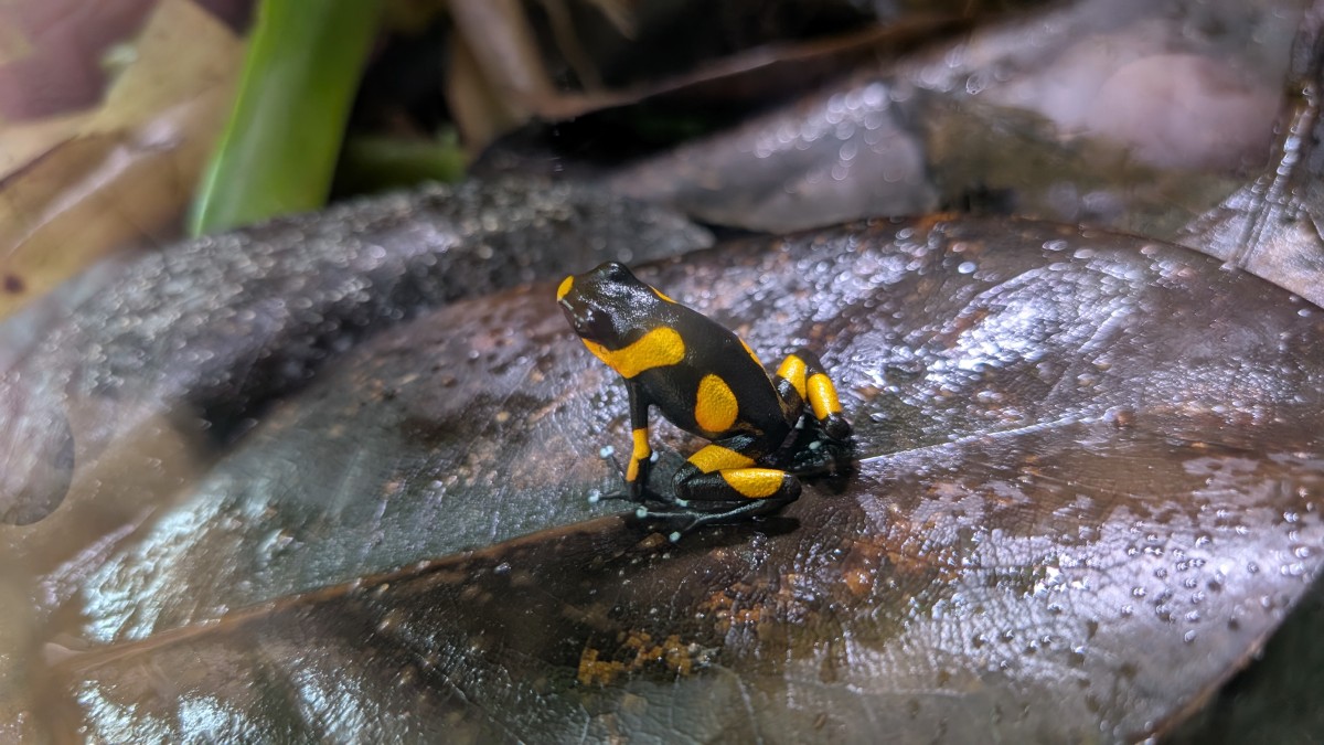 PXL_20251205_171123392.MP