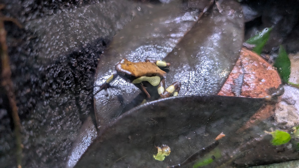 PXL_20251205_171144599.MP