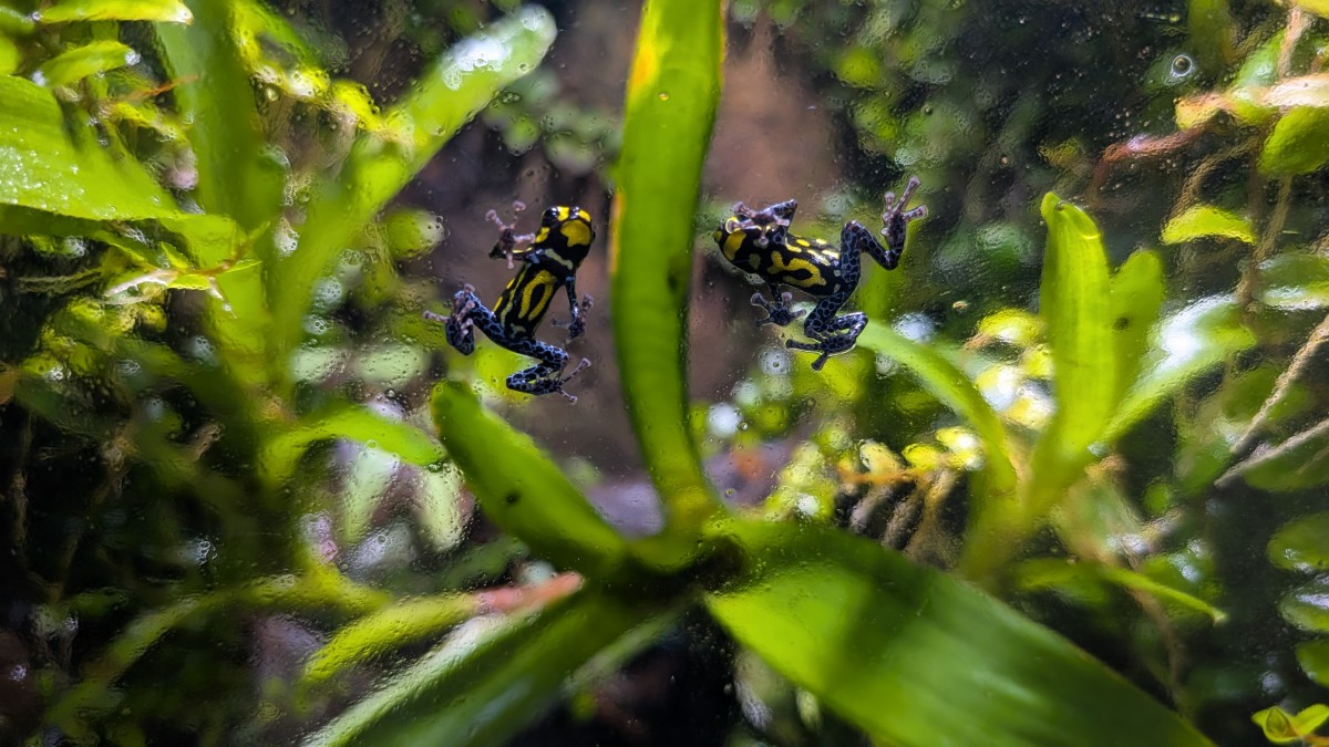 PXL_20251205_171213880.MP