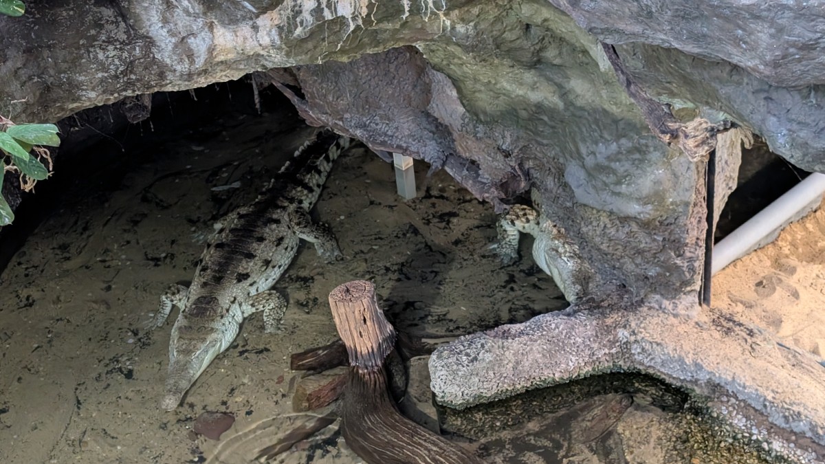 PXL_20251205_171655989.MP