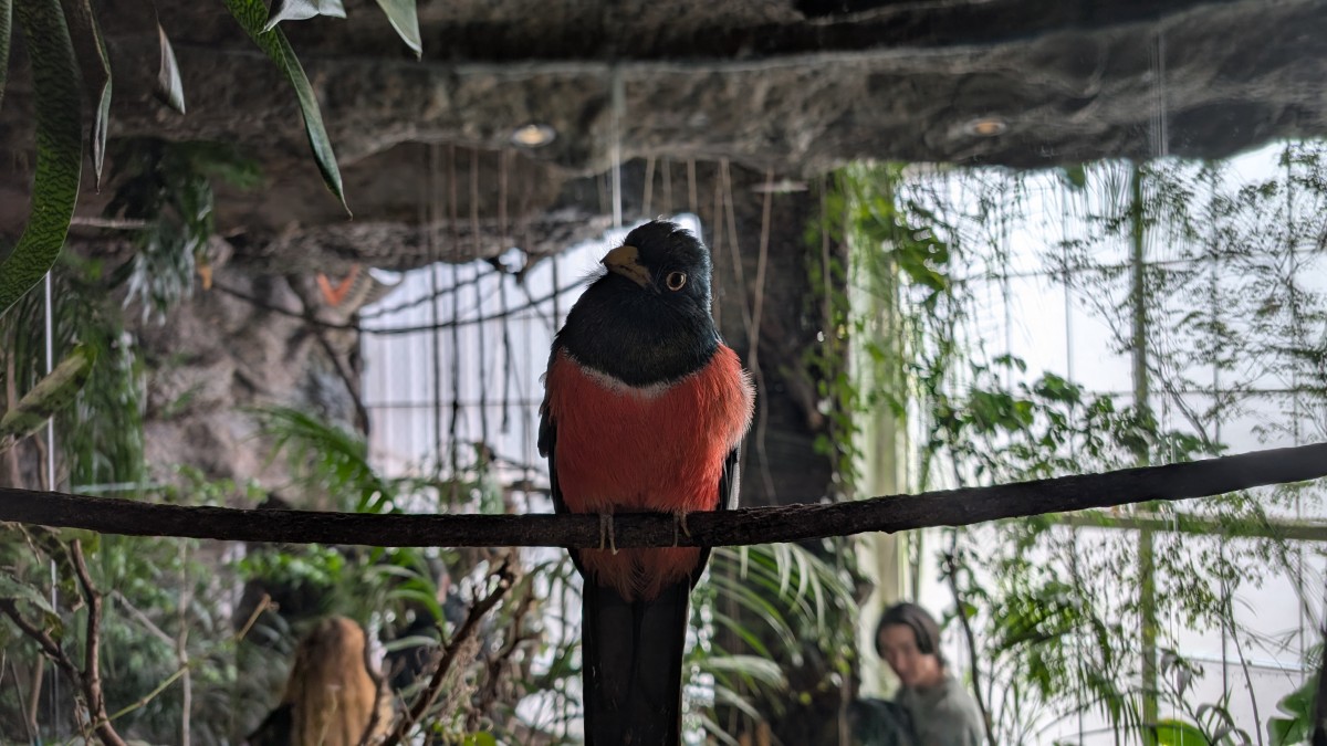 PXL_20251205_171956598.MP