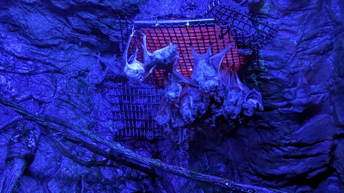 PXL_20251205_172540328.MP