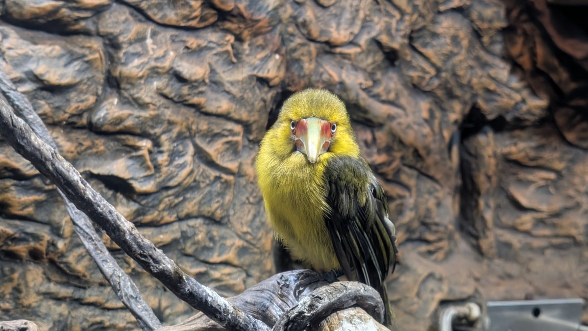 PXL_20251205_173150185.MP