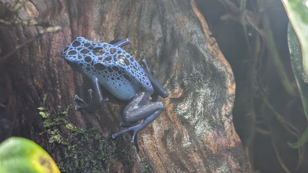 PXL_20251205_173240078.MP