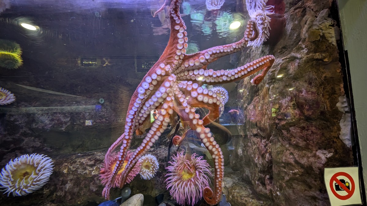 PXL_20251205_173422615.MP