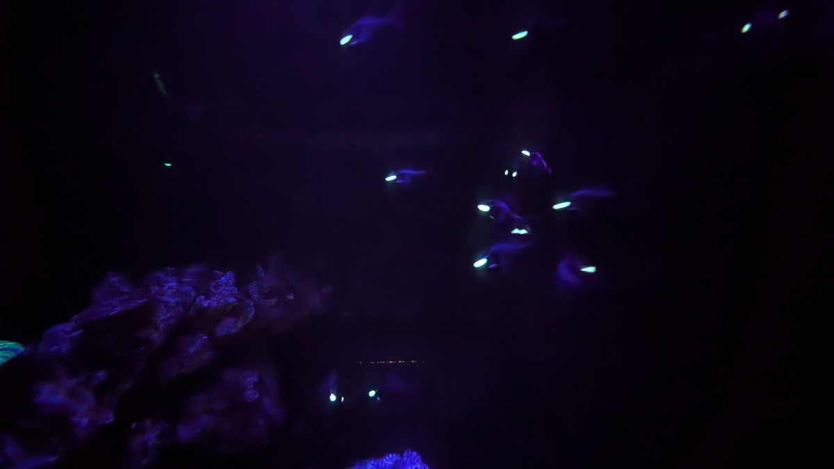 PXL_20251205_173542656.MP