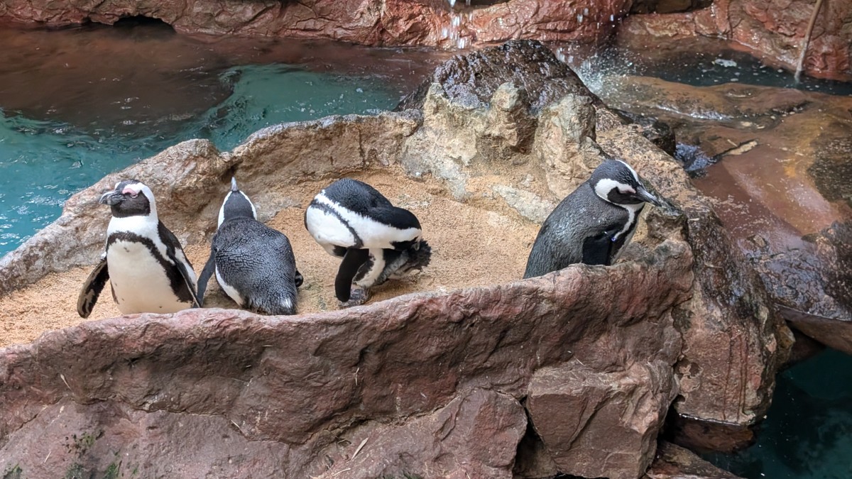 PXL_20251205_173728483.MP