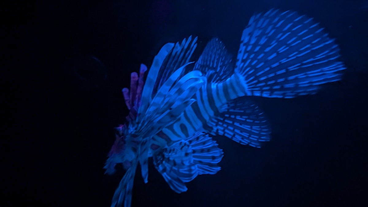 PXL_20251205_174219915.MP