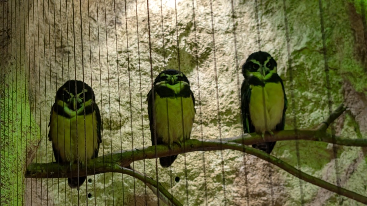 PXL_20251205_174639246.MP