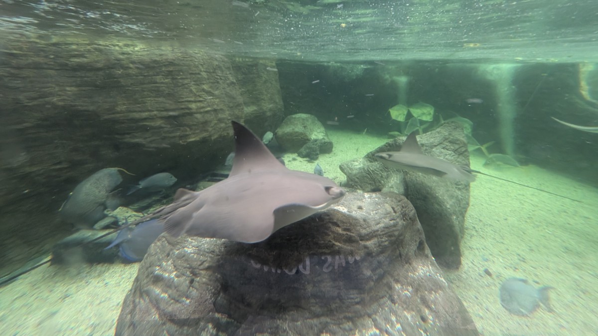 PXL_20251205_174841402.MP