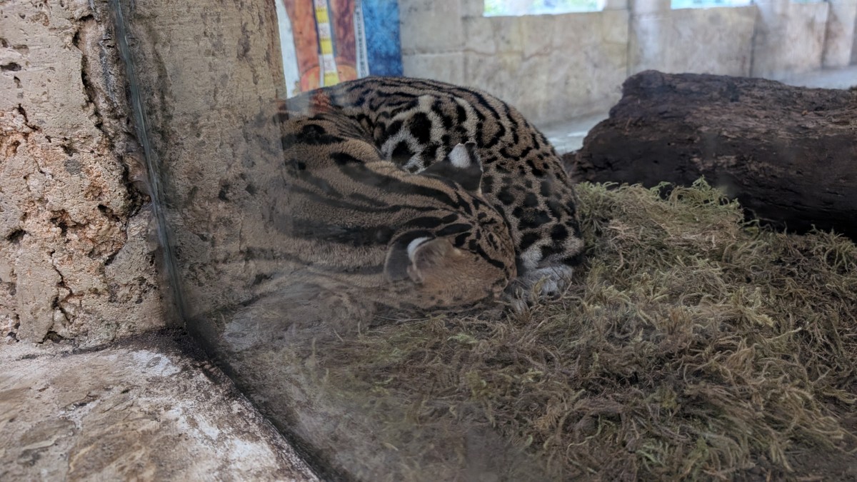 PXL_20251205_175109588.MP