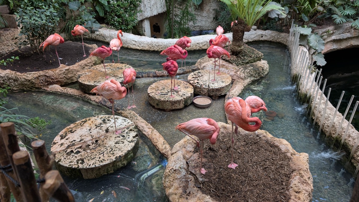 PXL_20251205_175147444.MP